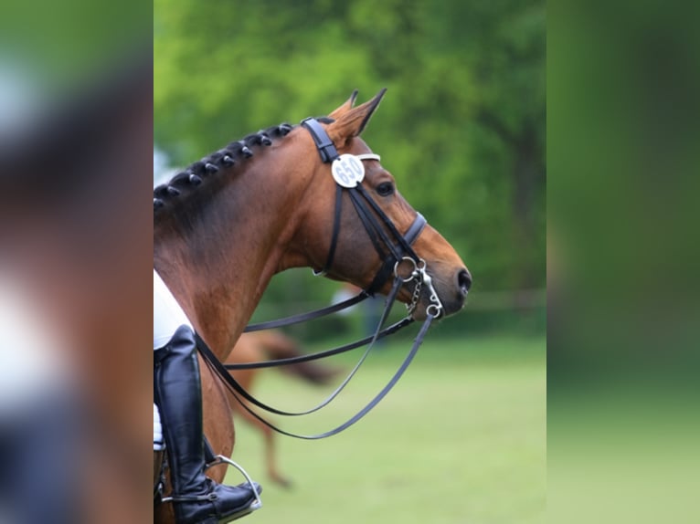 KARL LAGERFELD Trakehner Hengst Bruin in Walsrode