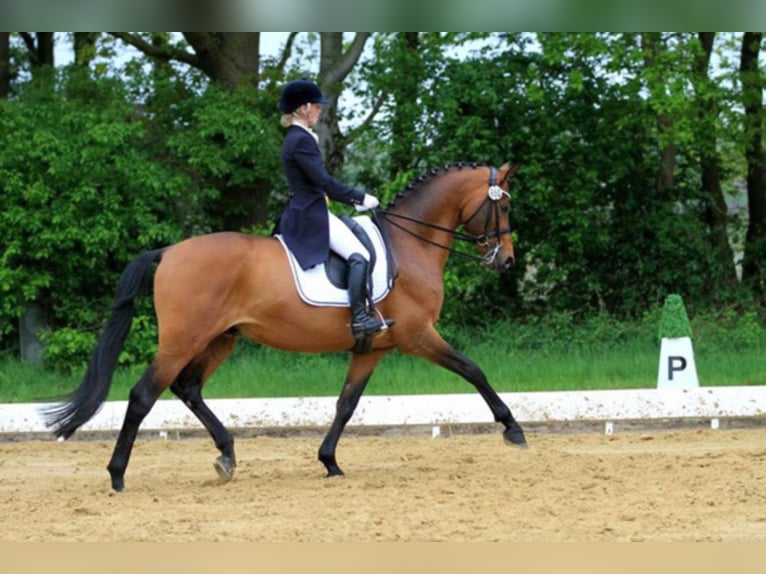 KARL LAGERFELD Trakehner Hengst Bruin in Walsrode