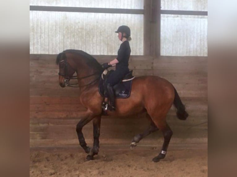 KARL LAGERFELD Trakehner Hengst Bruin in Walsrode