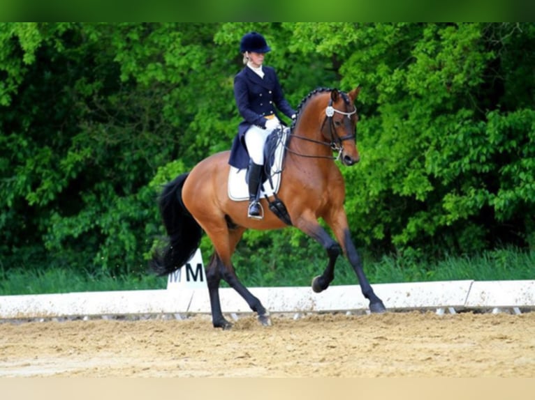 KARL LAGERFELD Trakehner Hengst Bruin in Walsrode