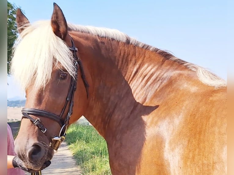 Kasztanowaty koń szwarcwaldzki Mix Klacz 11 lat 152 cm Kasztanowata in Bernstadt auf dem Eigen