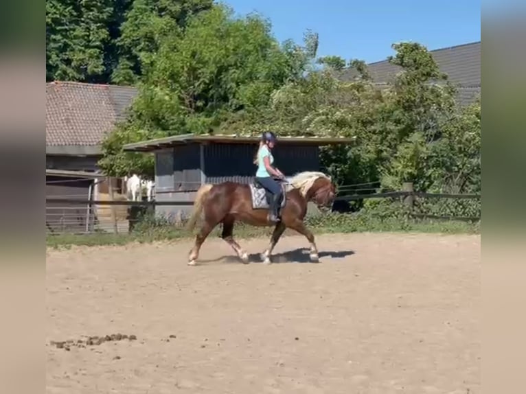 Kasztanowaty koń szwarcwaldzki Mix Klacz 11 lat 157 cm Ciemnokasztanowata in Mülheim an der Ruhr
