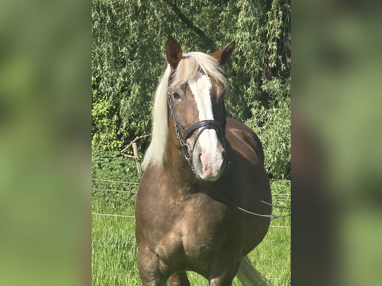 Kasztanowaty koń szwarcwaldzki Mix Klacz 11 lat 157 cm Ciemnokasztanowata in Mülheim an der Ruhr
