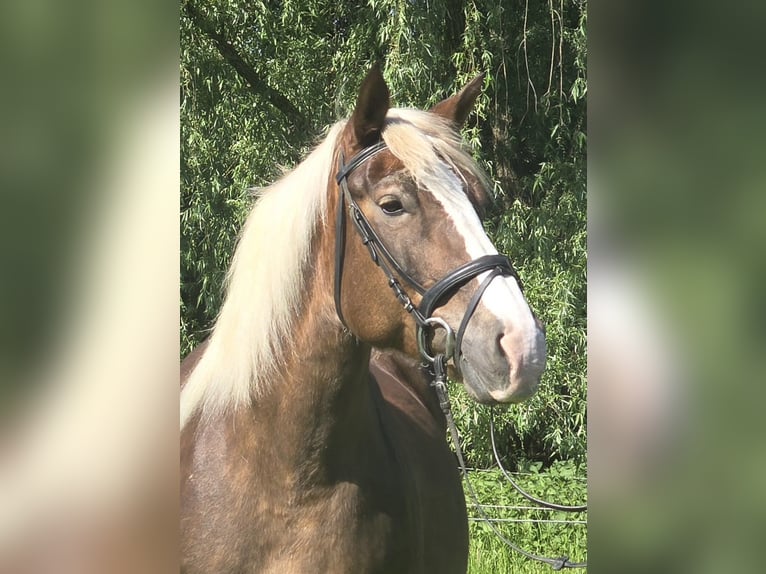 Kasztanowaty koń szwarcwaldzki Mix Klacz 11 lat 157 cm Ciemnokasztanowata in Mülheim an der Ruhr