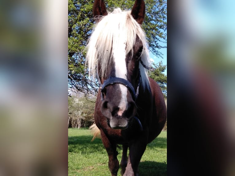 Kasztanowaty koń szwarcwaldzki Klacz 13 lat 151 cm Ciemnokasztanowata in Niedereschach