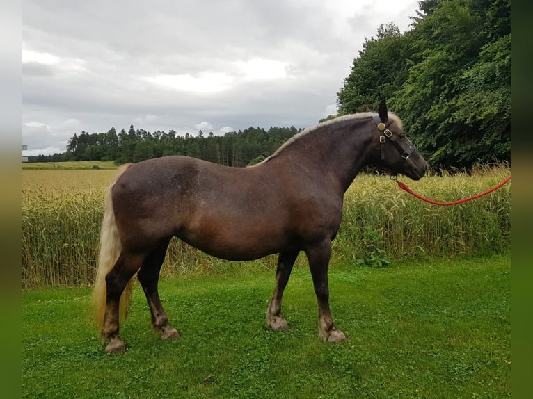 Kasztanowaty koń szwarcwaldzki Klacz 13 lat 151 cm Ciemnokasztanowata in Niedereschach