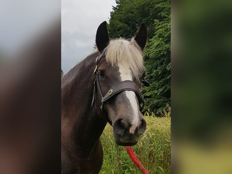 Kasztanowaty koń szwarcwaldzki Klacz 13 lat 151 cm Ciemnokasztanowata in Niedereschach