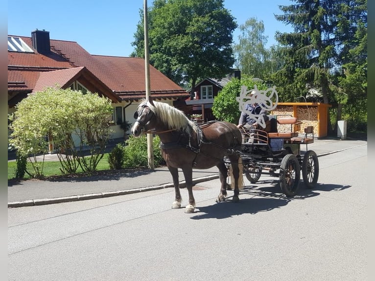 Kasztanowaty koń szwarcwaldzki Klacz 13 lat 151 cm Ciemnokasztanowata in Niedereschach