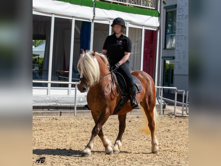 Kasztanowaty koń szwarcwaldzki Klacz 13 lat 154 cm Ciemnokasztanowata in Eberbach