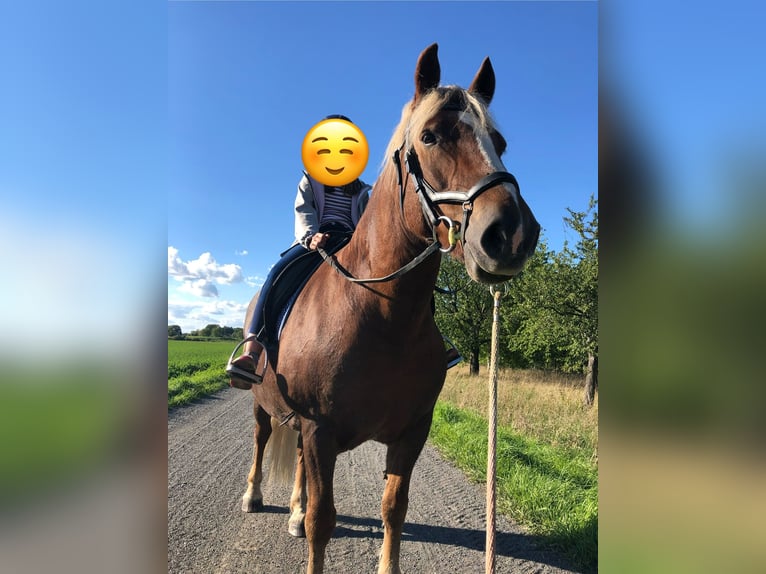 Kasztanowaty koń szwarcwaldzki Mix Klacz 14 lat 140 cm Kasztanowata in Canitz
