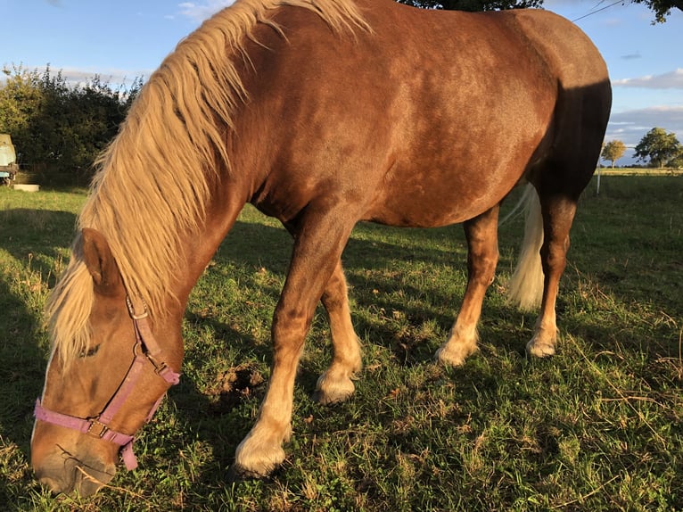 Kasztanowaty koń szwarcwaldzki Mix Klacz 14 lat 140 cm Kasztanowata in Canitz