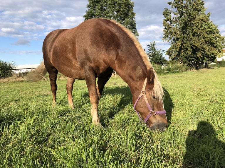 Kasztanowaty koń szwarcwaldzki Mix Klacz 14 lat 140 cm Kasztanowata in Canitz