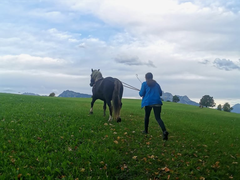 Kasztanowaty koń szwarcwaldzki Klacz 14 lat 150 cm Ciemnogniada in Füssen