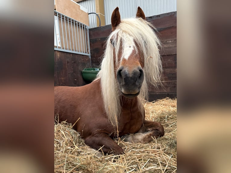Kasztanowaty koń szwarcwaldzki Klacz 14 lat 154 cm Ciemnokasztanowata in Eberbach