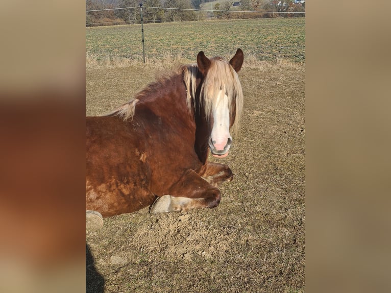 Kasztanowaty koń szwarcwaldzki Klacz 17 lat 152 cm Kasztanowata in Bingen