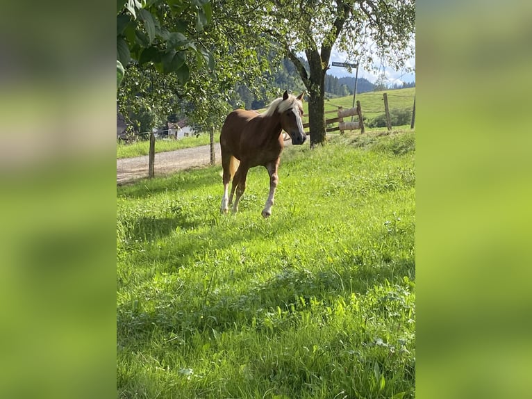 Kasztanowaty koń szwarcwaldzki Klacz 1 Rok 154 cm Kasztanowata in Waldkirch