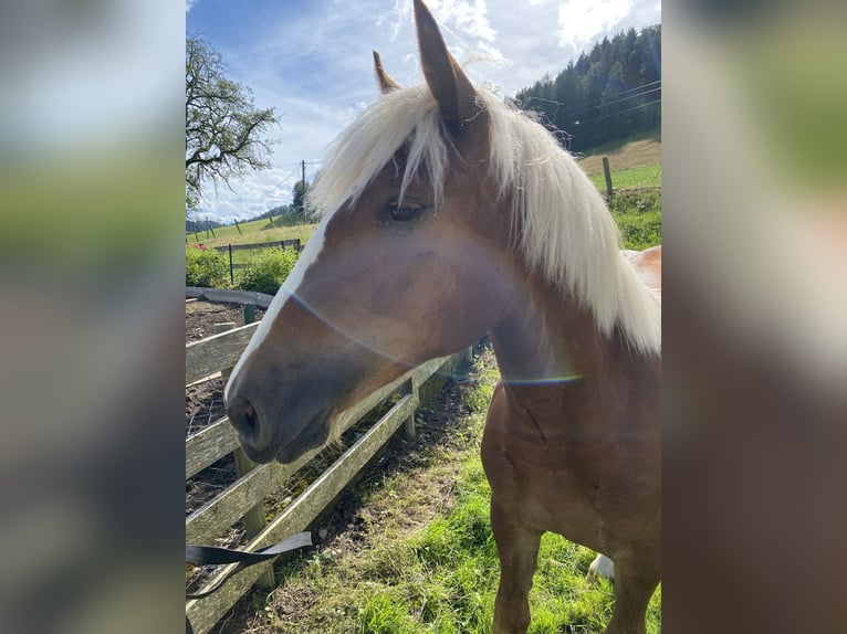 Kasztanowaty koń szwarcwaldzki Klacz 1 Rok 154 cm Kasztanowata in Waldkirch