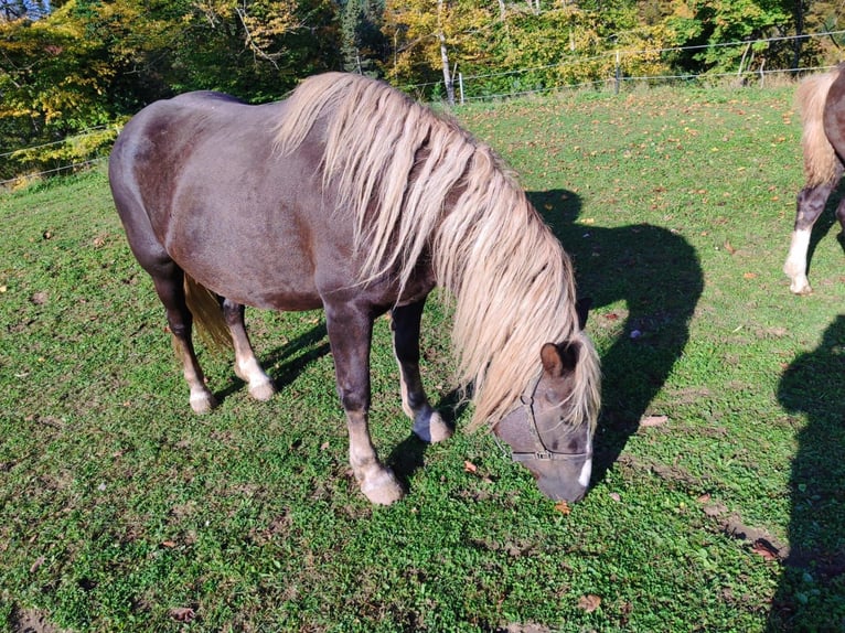 Kasztanowaty koń szwarcwaldzki Klacz 1 Rok 157 cm Ciemnokasztanowata in &#xDC;hlingen-Birkendorf