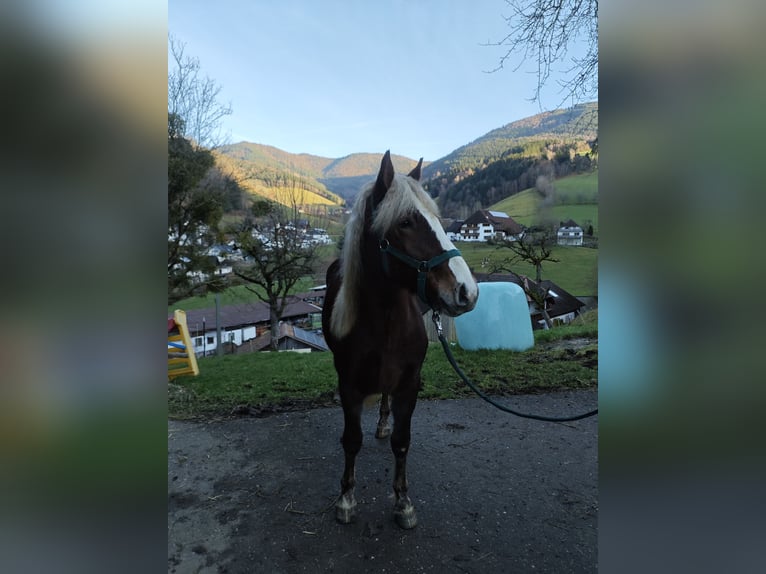 Kasztanowaty koń szwarcwaldzki Klacz 2 lat 143 cm Ciemnokasztanowata in Elzach