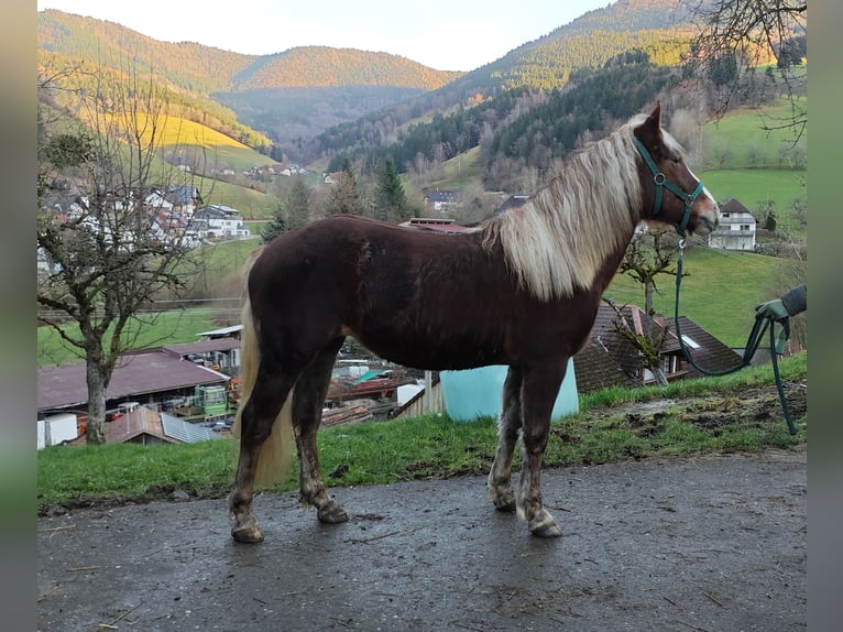 Kasztanowaty koń szwarcwaldzki Klacz 2 lat 143 cm Ciemnokasztanowata in Elzach