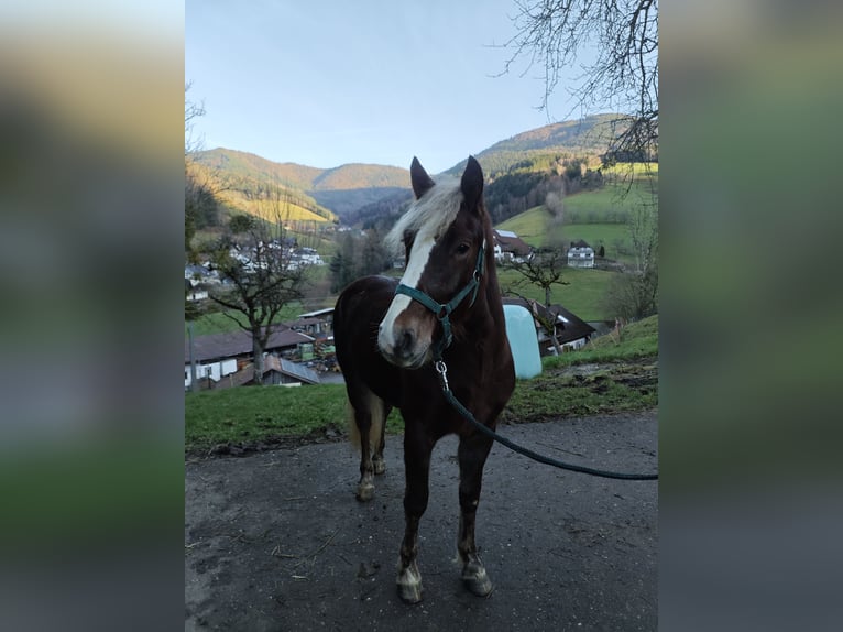 Kasztanowaty koń szwarcwaldzki Klacz 2 lat 143 cm Ciemnokasztanowata in Elzach