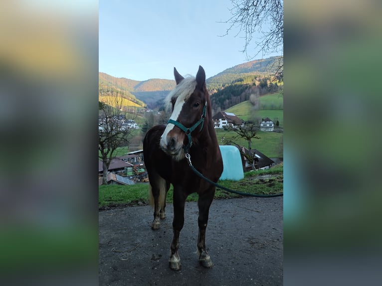 Kasztanowaty koń szwarcwaldzki Klacz 2 lat 143 cm Ciemnokasztanowata in Elzach