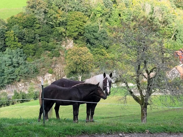 Kasztanowaty koń szwarcwaldzki Klacz 2 lat 143 cm in Elzach
