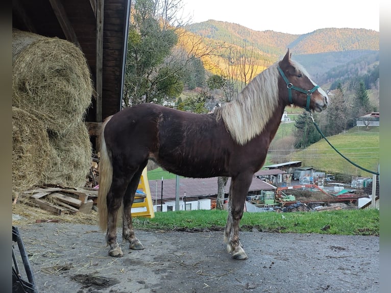Kasztanowaty koń szwarcwaldzki Klacz 2 lat 143 cm in Elzach