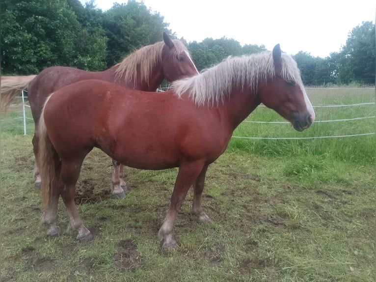 Kasztanowaty koń szwarcwaldzki Klacz 2 lat 144 cm Ciemnokasztanowata in Bad Gandersheim OT Altgandersheim