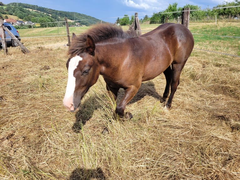 Kasztanowaty koń szwarcwaldzki Klacz 2 lat 150 cm Ciemnokasztanowata in Schönenberg-Kübelberg