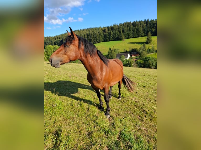 Kasztanowaty koń szwarcwaldzki Klacz 2 lat 150 cm Gniada in Sulz am Neckar