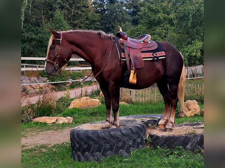 Kasztanowaty koń szwarcwaldzki Klacz 3 lat 148 cm Ciemnokasztanowata in Bayerbach
