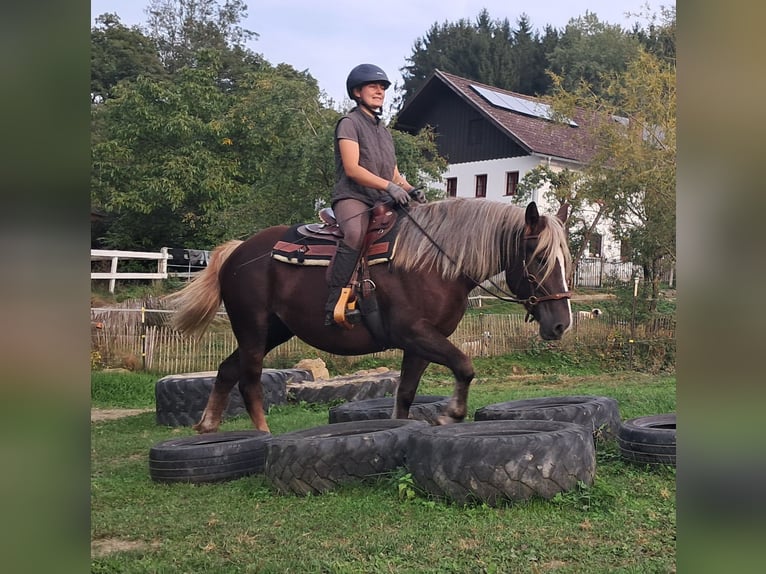 Kasztanowaty koń szwarcwaldzki Klacz 3 lat 148 cm Ciemnokasztanowata in Bayerbach