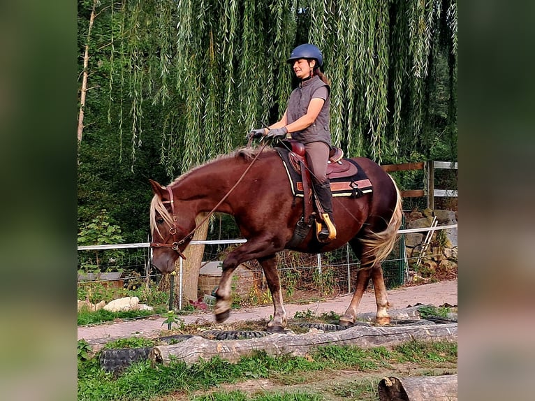 Kasztanowaty koń szwarcwaldzki Klacz 3 lat 148 cm Ciemnokasztanowata in Bayerbach