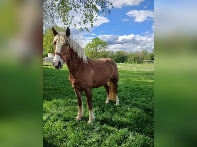 Kasztanowaty koń szwarcwaldzki Klacz 3 lat 152 cm Kasztanowata in Bobingen