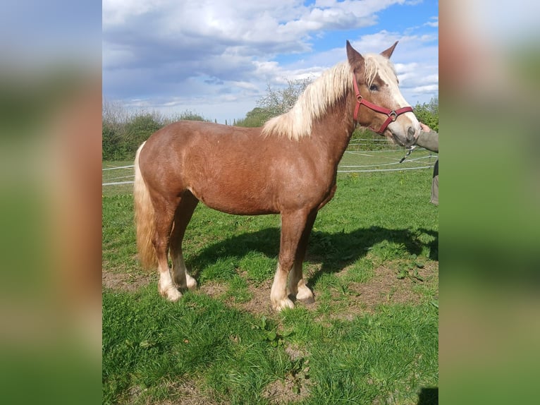 Kasztanowaty koń szwarcwaldzki Klacz 3 lat 152 cm Kasztanowata in Bobingen