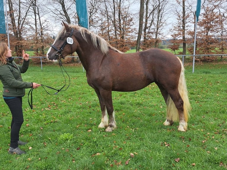 Kasztanowaty koń szwarcwaldzki Klacz 3 lat 153 cm Ciemnokasztanowata in Sulz am Neckar