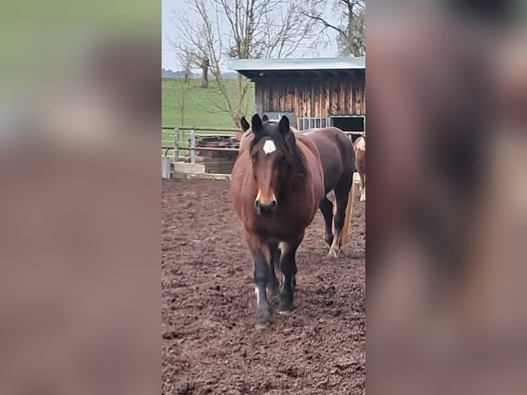 Kasztanowaty koń szwarcwaldzki Klacz 3 lat 153 cm Gniada in Sulz am Neckar