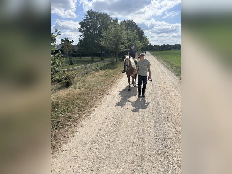 Kasztanowaty koń szwarcwaldzki Klacz 3 lat 154 cm Kasztanowata in Belfeld