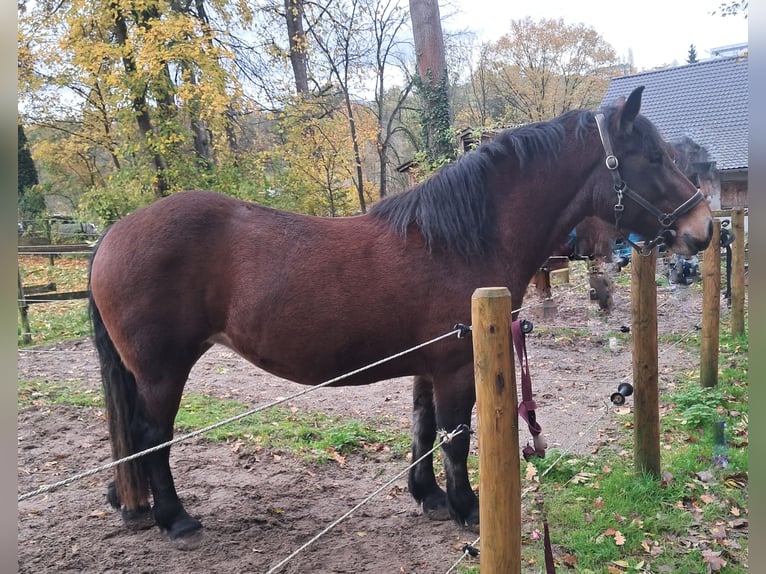 Kasztanowaty koń szwarcwaldzki Klacz 3 lat 155 cm Gniada in Ostfildern