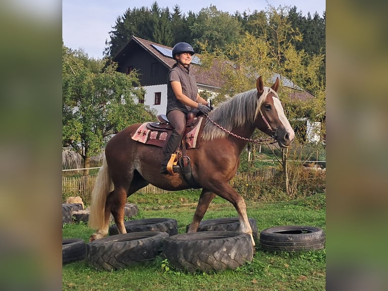 Kasztanowaty koń szwarcwaldzki Mix Klacz 3 lat 157 cm Kasztanowata in Bayerbach