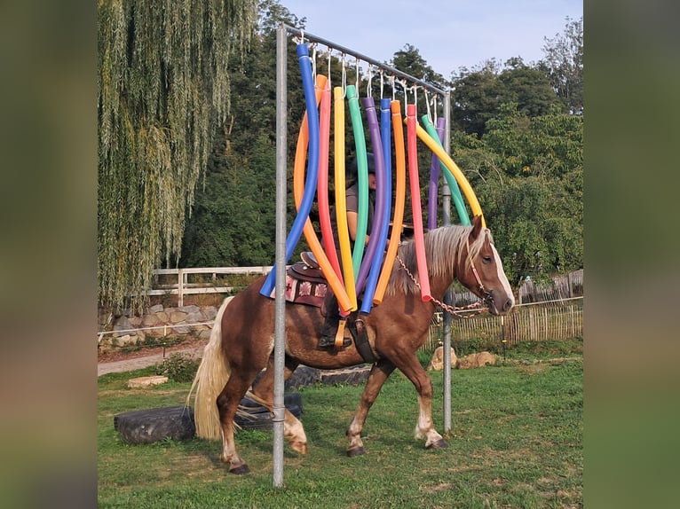 Kasztanowaty koń szwarcwaldzki Mix Klacz 3 lat 157 cm Kasztanowata in Bayerbach
