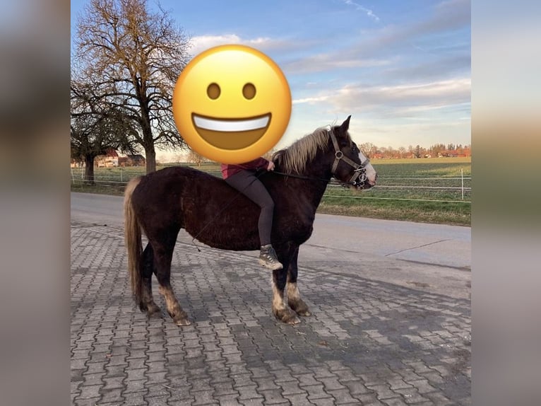 Kasztanowaty koń szwarcwaldzki Klacz 4 lat 140 cm Kasztanowata in Alfdorf