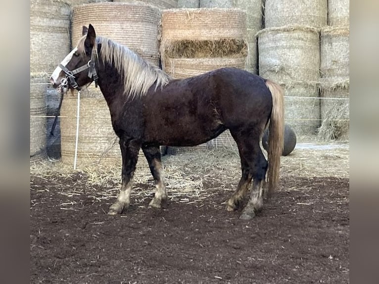 Kasztanowaty koń szwarcwaldzki Klacz 4 lat 140 cm Kasztanowata in Alfdorf