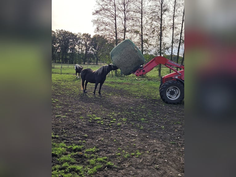 Kasztanowaty koń szwarcwaldzki Klacz 4 lat 143 cm Ciemnokasztanowata in Gardelegen