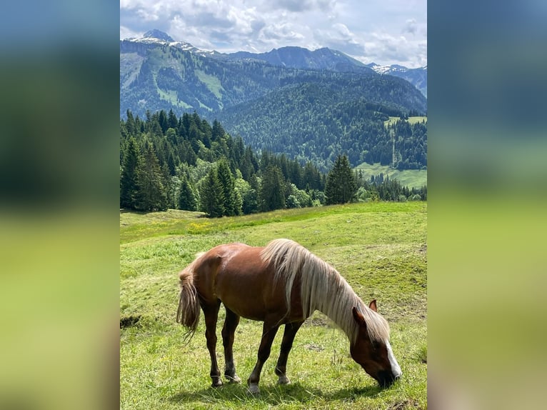 Kasztanowaty koń szwarcwaldzki Klacz 4 lat 148 cm Ciemnokasztanowata in Immenstadt im Allgäu