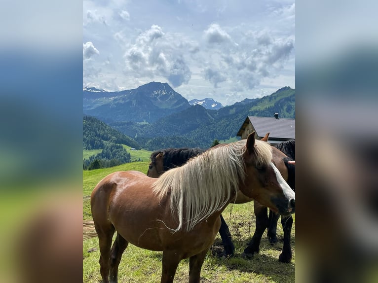 Kasztanowaty koń szwarcwaldzki Klacz 4 lat 148 cm Ciemnokasztanowata in Immenstadt im Allgäu