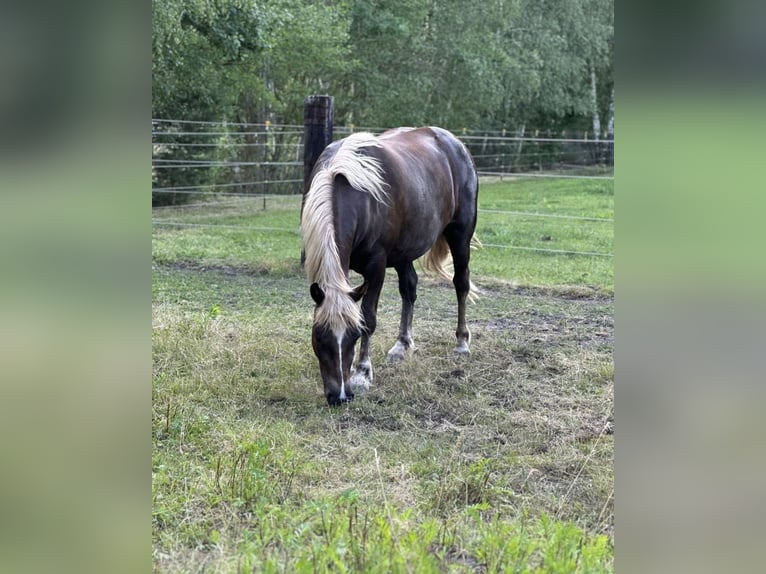 Kasztanowaty koń szwarcwaldzki Klacz 4 lat 150 cm Ciemnokasztanowata in Finsterwalde