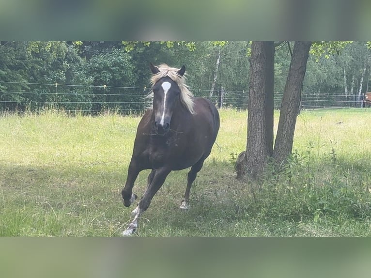 Kasztanowaty koń szwarcwaldzki Klacz 4 lat 150 cm Ciemnokasztanowata in Finsterwalde