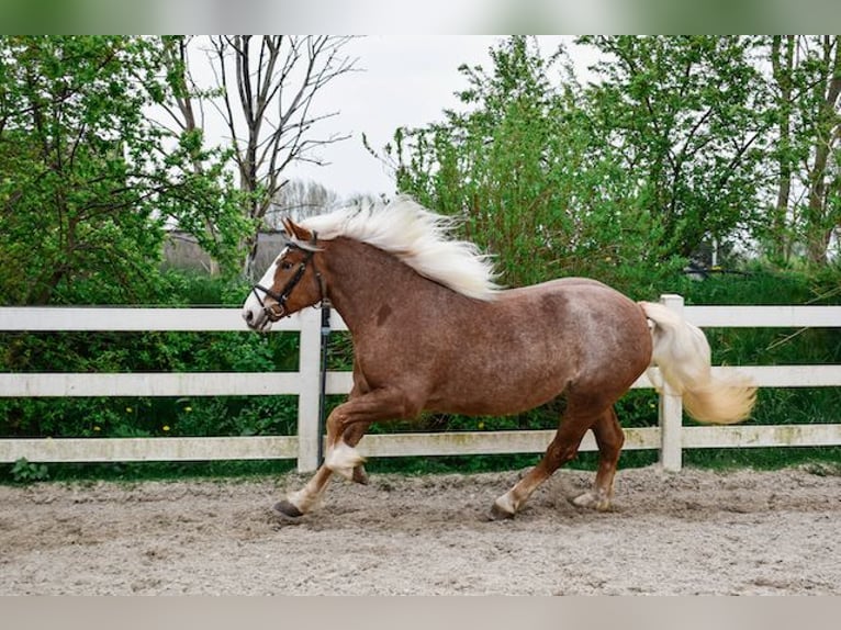 Kasztanowaty koń szwarcwaldzki Klacz 4 lat 158 cm Ciemnokasztanowata in Seebad Bansin
